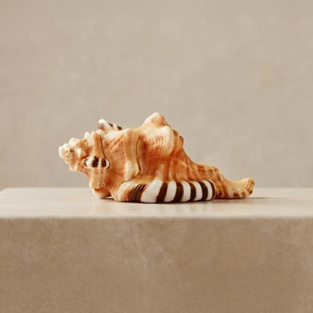 Shankh conch shell