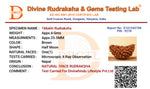 1 Mukhi Lab Certified Rudraksha - view 6