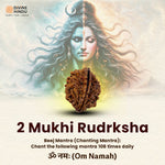 2 Mukhi Rudraksha bead representing unity and harmony | Rudraksha Beej Manta 
