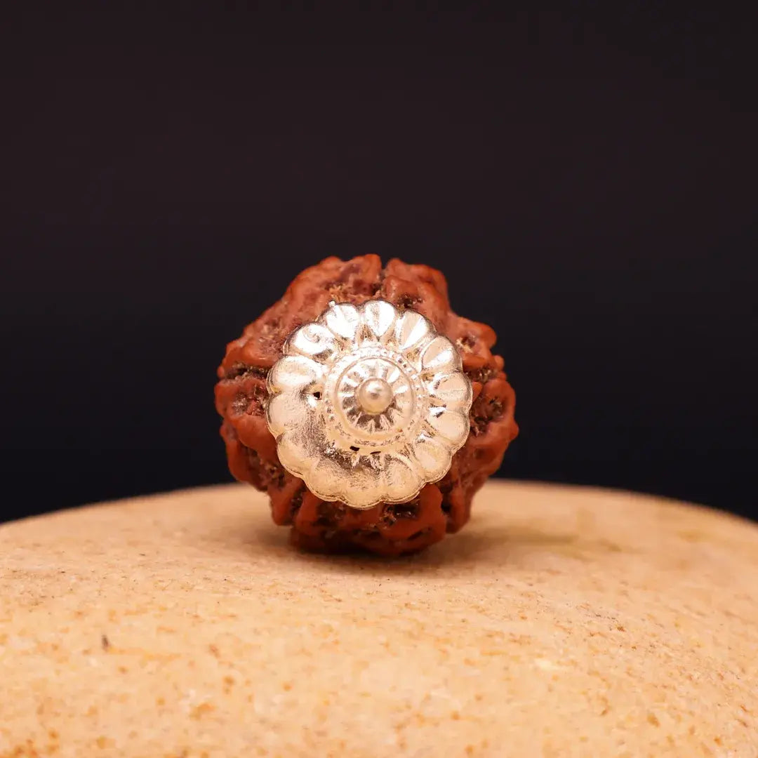 5 Mukhi Lab Tested Certified Nepali Rudraksha - view 2