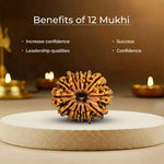 12 Mukhi Lab Tested Certified Rudraksha - view 5