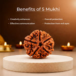 5 Mukhi Lab Tested Certified Nepali Rudraksha - view 3