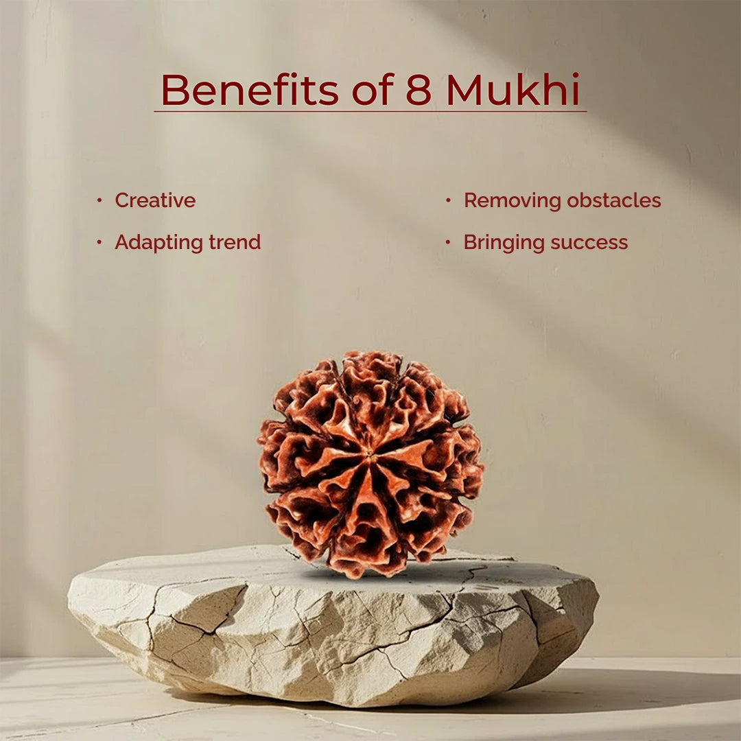 8 Mukhi Lab Tested Certified Rudraksha - view 3