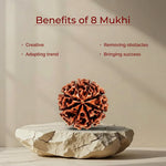 8 Mukhi Lab Tested Certified Rudraksha - view 11