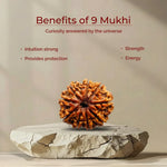 9 Mukhi Lab Tested Certified Rudraksha - view 5