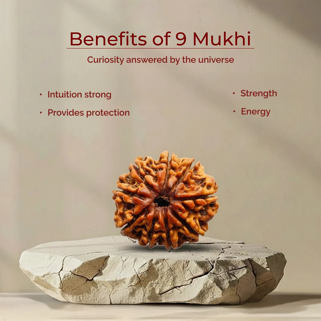 9 Mukhi Lab Tested Certified Rudraksha - view 5