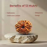 13 Mukhi Lab Tested Certified Rudraksha - view 12