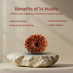 14 Mukhi Lab Tested Certified Rudraksha - view 3