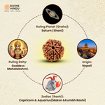 7 Mukhi Lab Tested Certified Nepali Rudraksha (18 - 20mm) - view 4