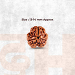 3 Mukhi Lab Certified Rudraksha