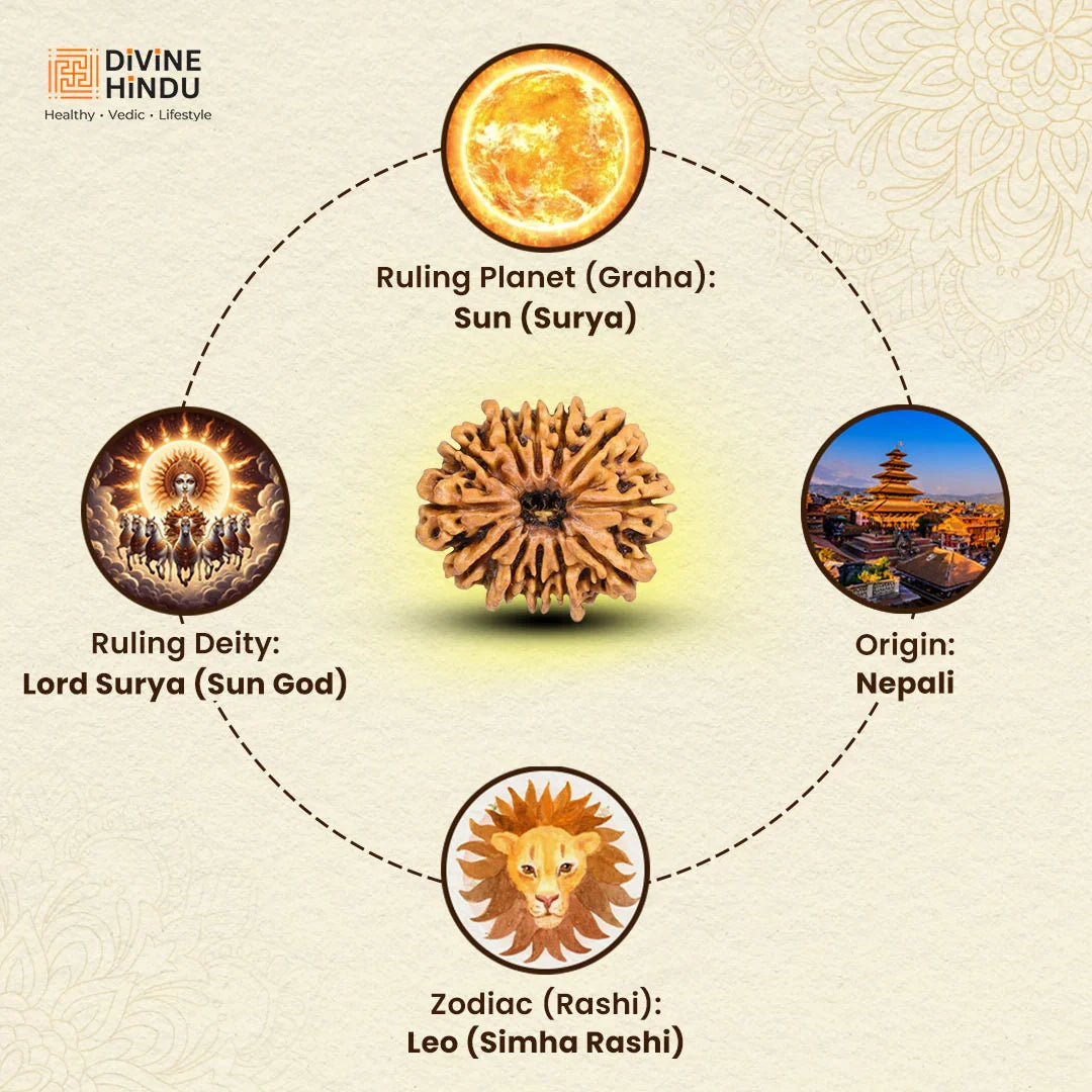 12 Mukhi Lab Tested Certified Rudraksha - view 4