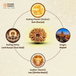 12 Mukhi Lab Tested Certified Rudraksha - view 4