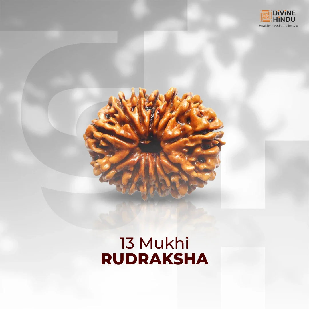 13 Mukhi Lab Tested Certified Rudraksha - view 7