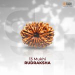 13 Mukhi Lab Tested Certified Rudraksha - view 7