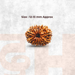 13 Mukhi Lab Tested Certified Rudraksha - view 8