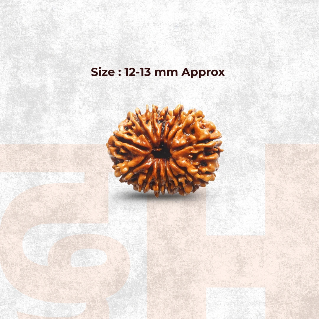 13 Mukhi Lab Tested Certified Rudraksha - view 8