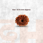 14 Mukhi Lab Tested Certified Rudraksha - view 2