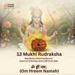 13 Mukhi Lab Tested Certified Rudraksha - view 3