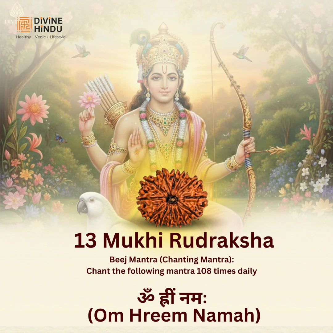 13 Mukhi Lab Tested Certified Rudraksha - view 11