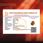 12 Mukhi Lab Tested Certified Rudraksha - view 6