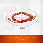1-14 Mukhi Rudraksha Bracelet