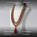 Sacred 108-Beads 7 Mukhi Rudraksha Mala - view 3