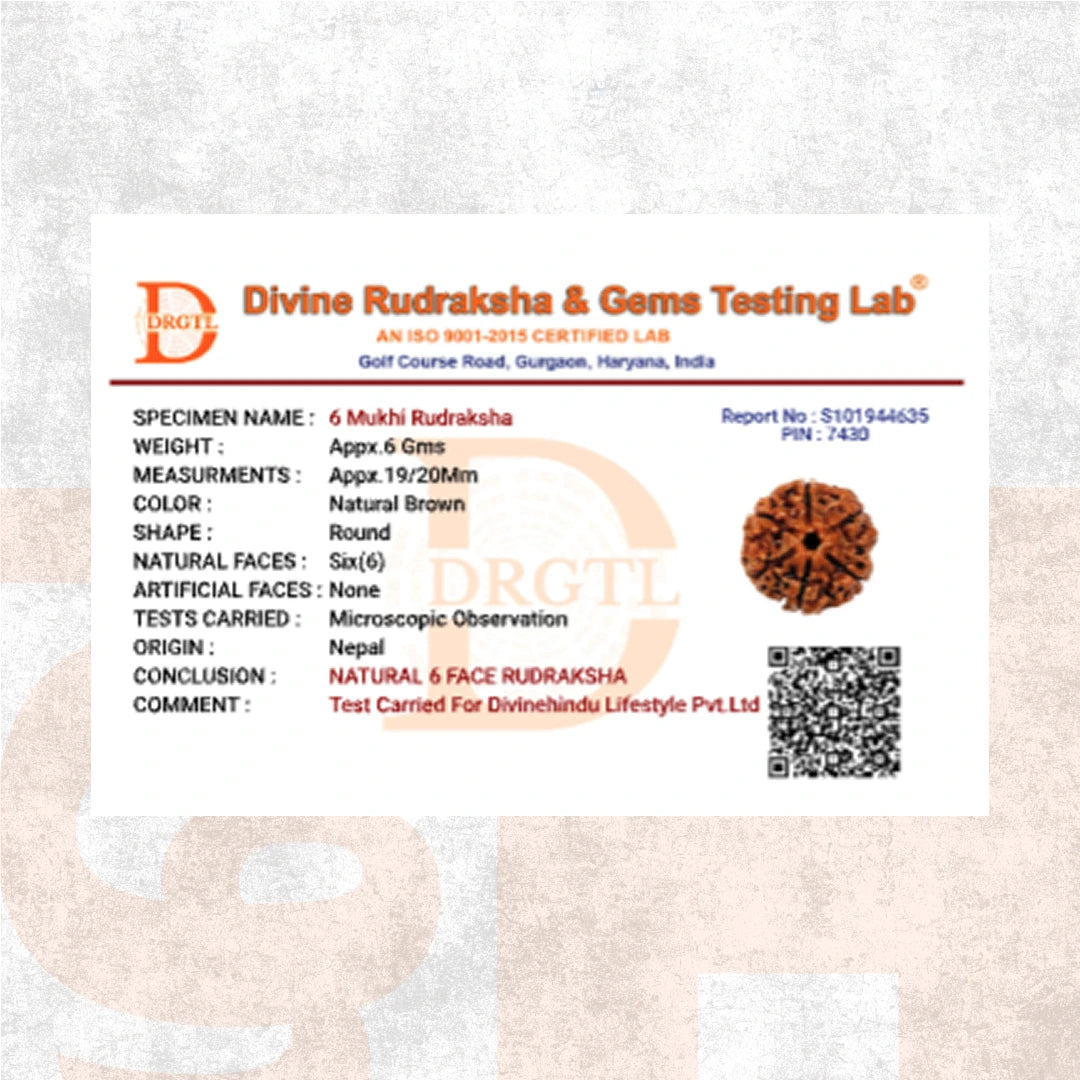 6 Mukhi Lab Tested Certified Nepali Rudraksha - view 5
