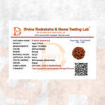 6 Mukhi Lab Tested Certified Nepali Rudraksha - view 5