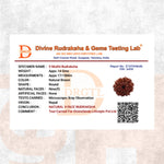 9 Mukhi Lab Tested Certified Rudraksha - view 6