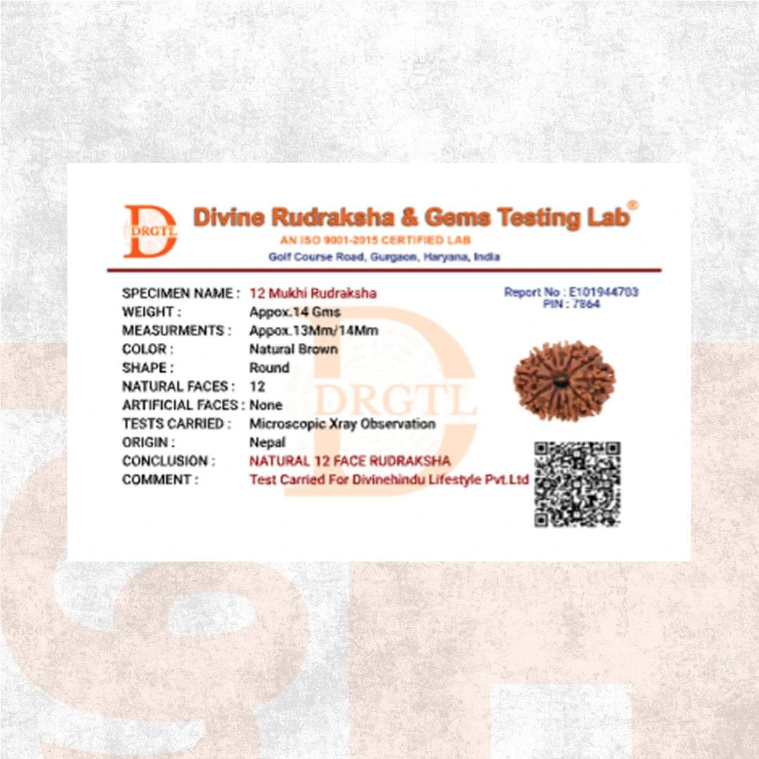 12 Mukhi Lab Tested Certified Rudraksha - view 7