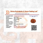 13 Mukhi Lab Tested Certified Rudraksha - view 6