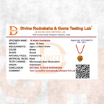 14 Mukhi Lab Tested Certified Rudraksha - view 7