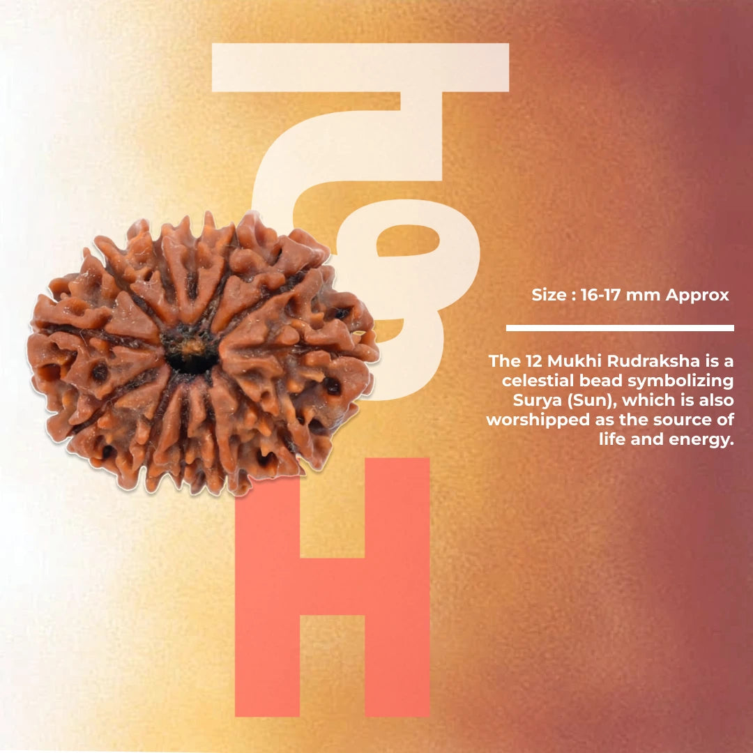 12 Mukhi Lab Tested Certified Rudraksha