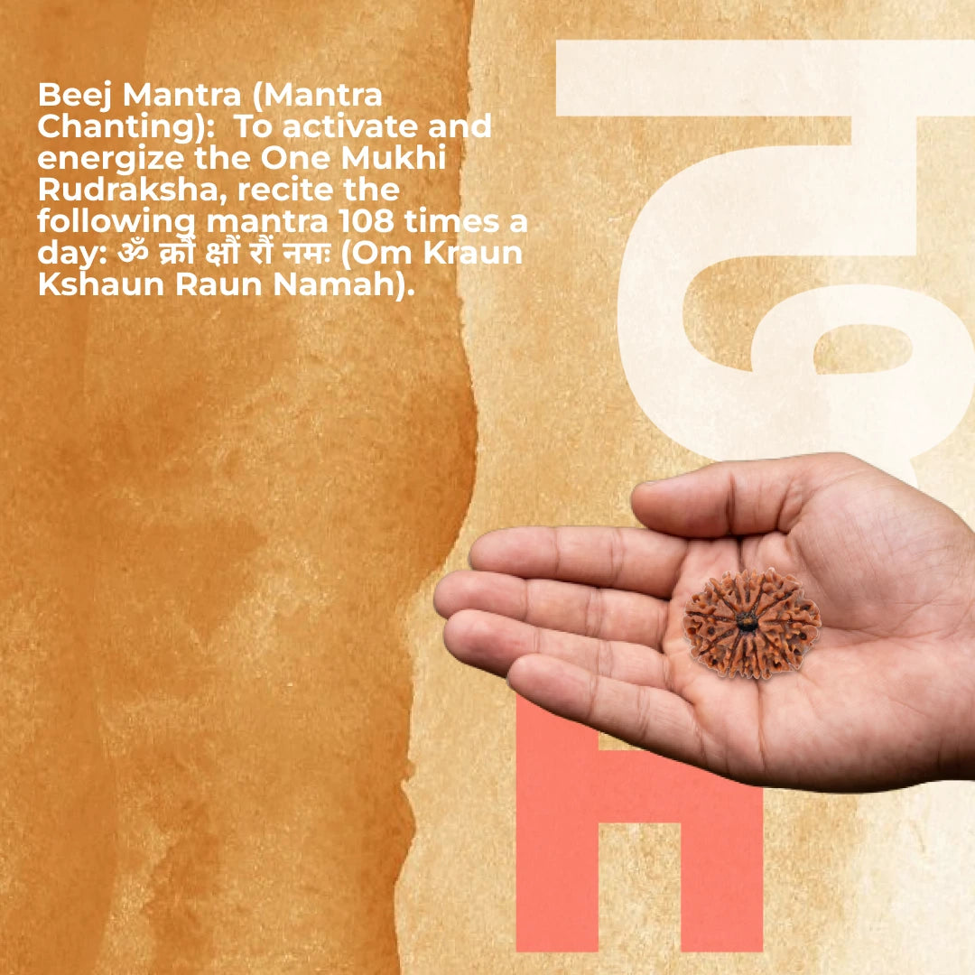 12 Mukhi Lab Tested Certified Rudraksha - view 8