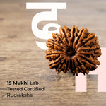 15 Mukhi Rudraksha (Nepal Origin)