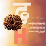 15 Mukhi Rudraksha (Nepal Origin)