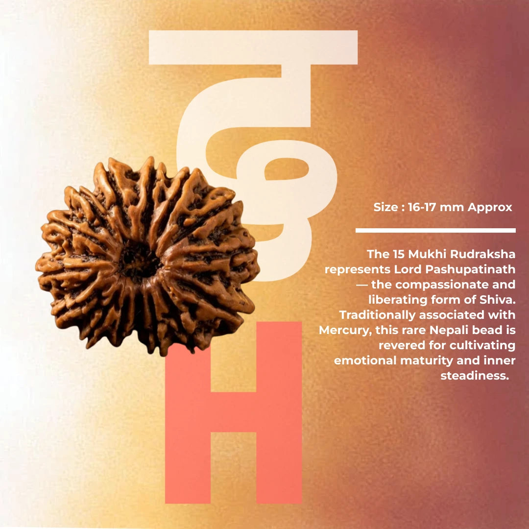 15 Mukhi Rudraksha (Nepal Origin)
