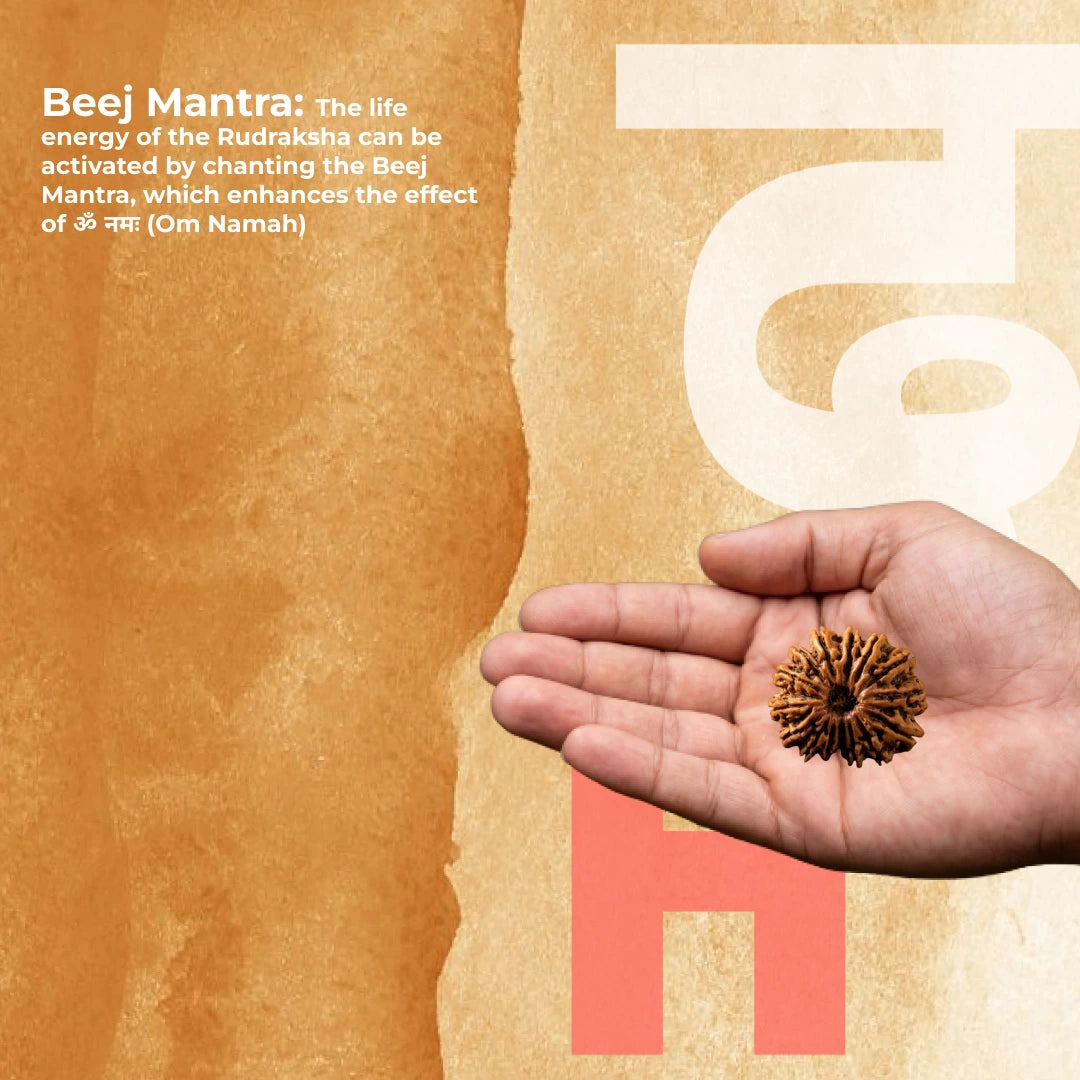 15 Mukhi Rudraksha (Nepal Origin)