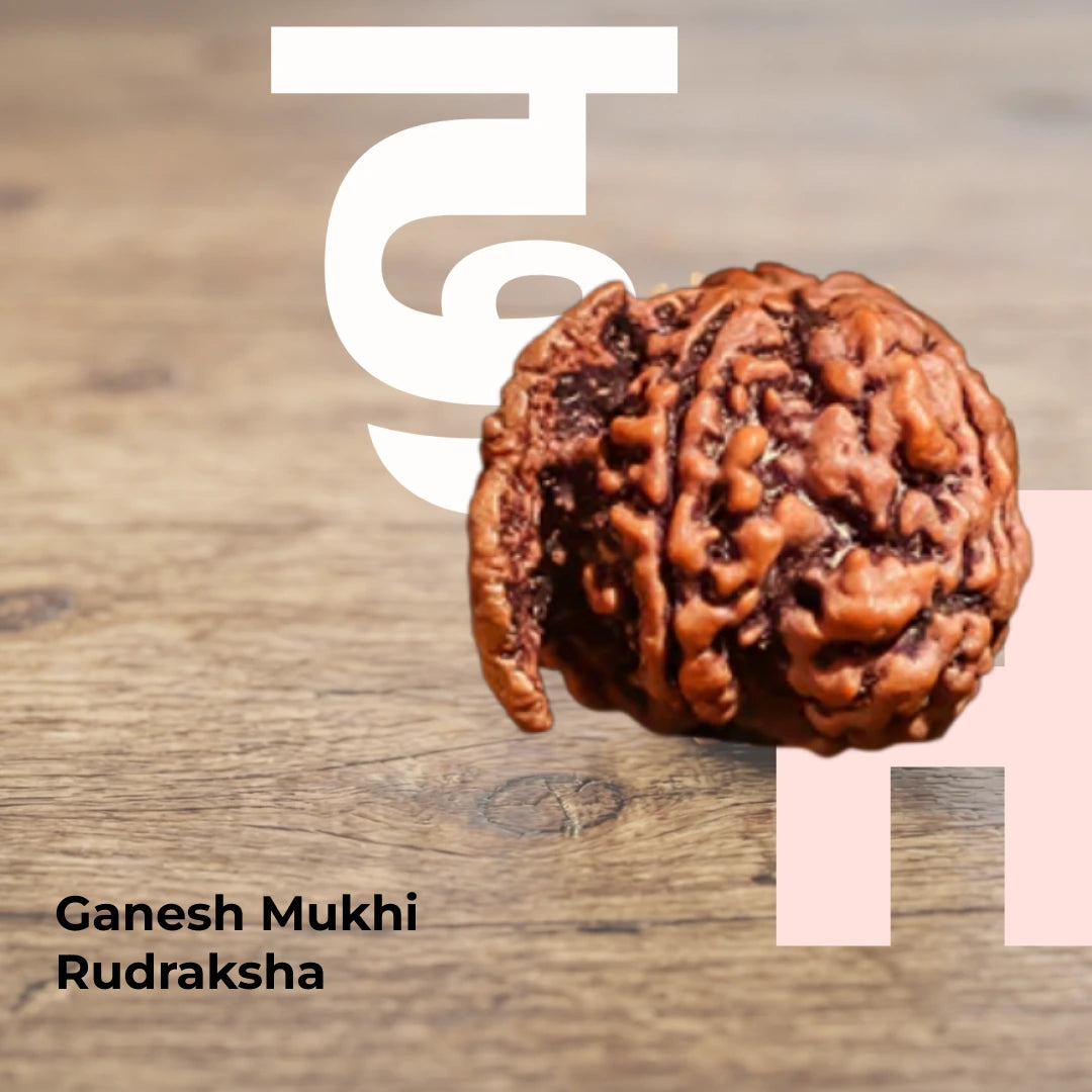 Ganesh Mukhi Rudraksha