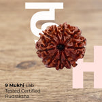 9 Mukhi Lab Tested Certified Rudraksha