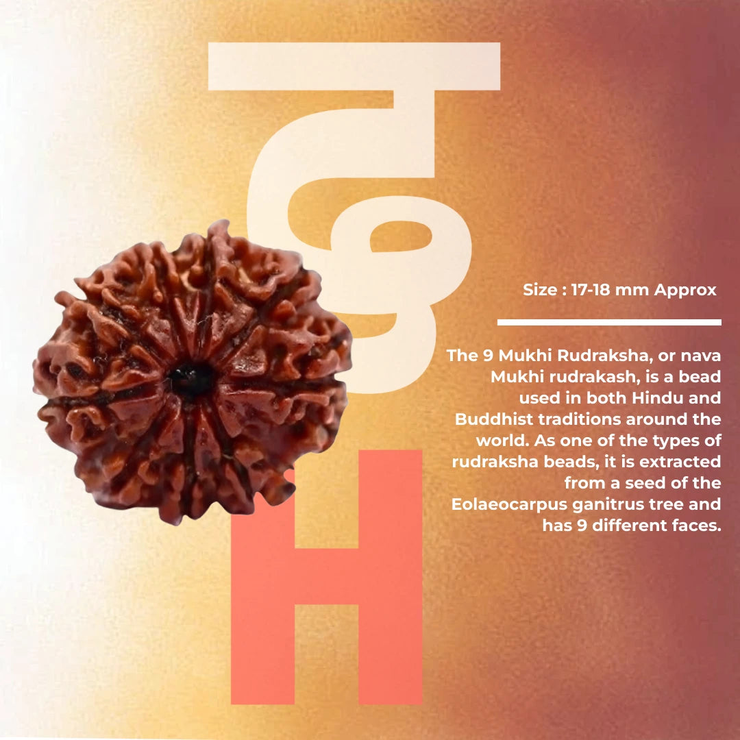 9 Mukhi Lab Tested Certified Rudraksha - view 2