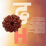 9 Mukhi Lab Tested Certified Rudraksha - view 2
