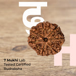 7 Mukhi Premium Rudraksha