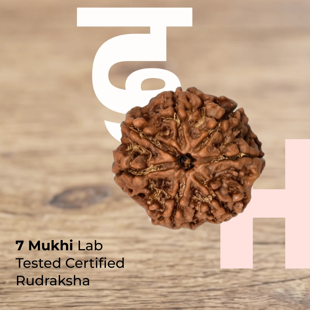 7 Mukhi Lab Tested Certified Nepali Rudraksha