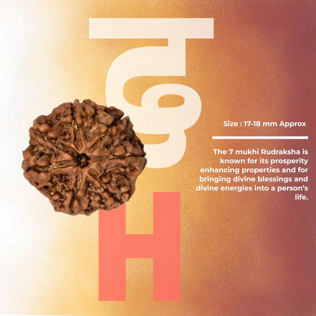 7 Mukhi Premium Rudraksha