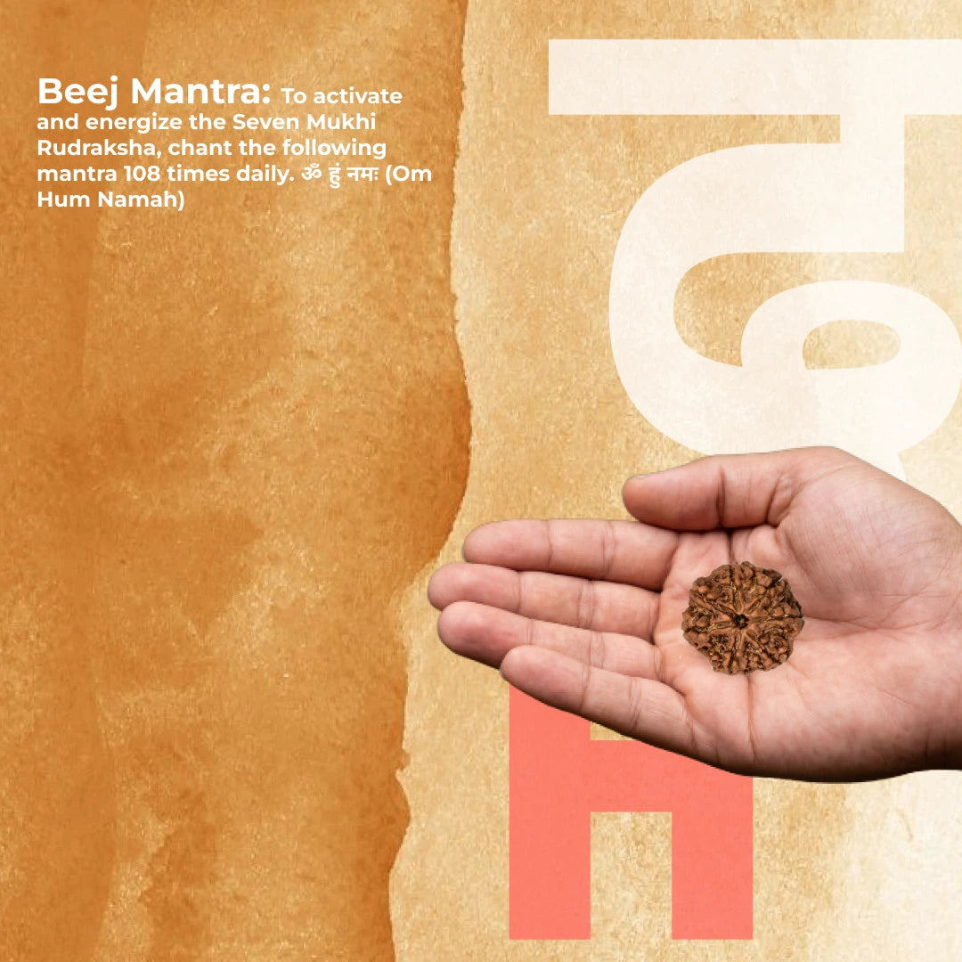 7 Mukhi Lab Tested Certified Nepali Rudraksha