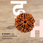 6 Mukhi Lab Tested Certified Nepali Rudraksha