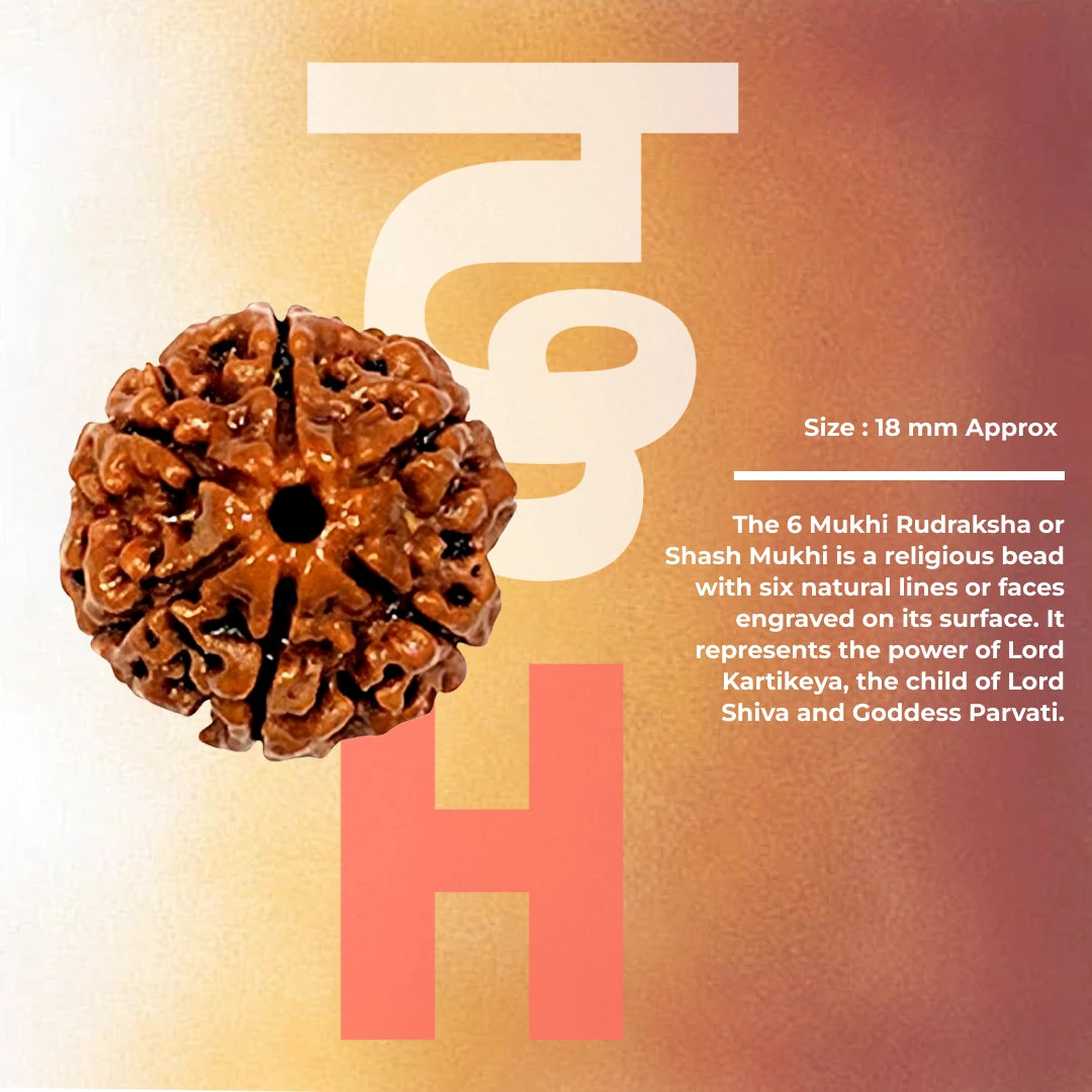 6 Mukhi Lab Tested Certified Nepali Rudraksha