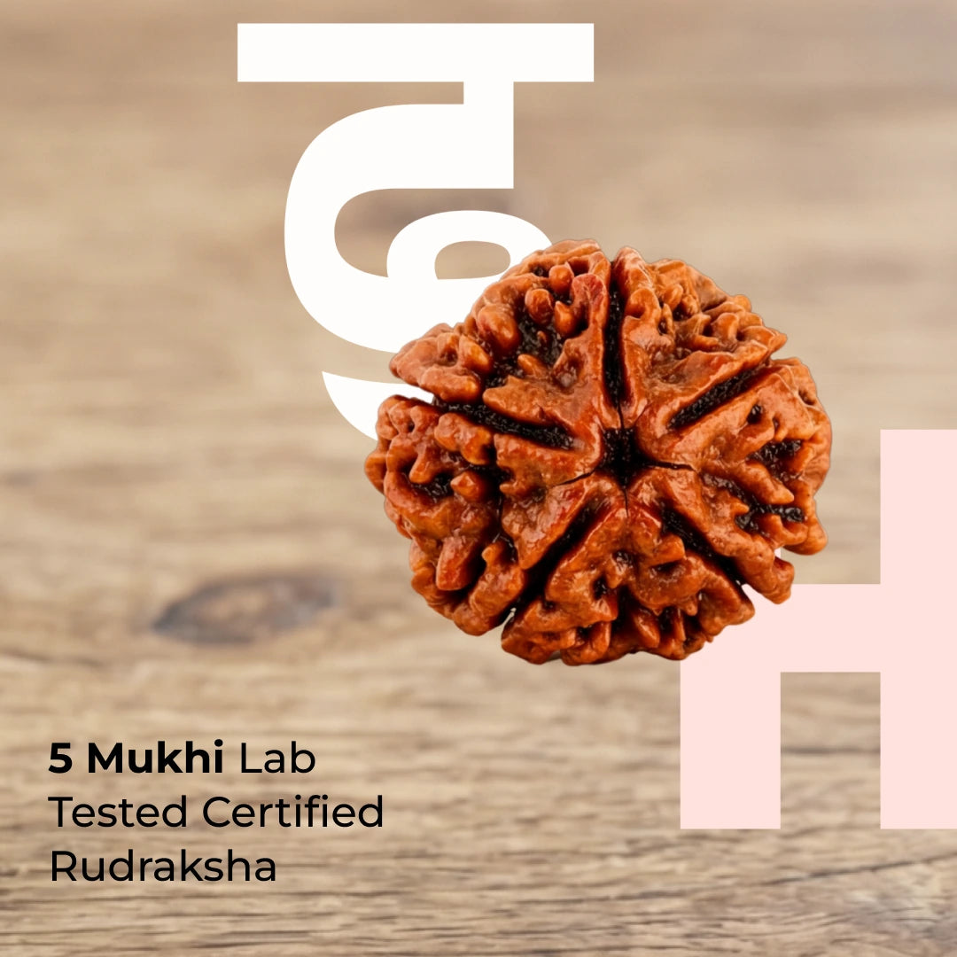 Natural 5 Mukhi Nepali Rudraksha