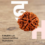 5 Mukhi Lab Tested Certified Nepali Rudraksha